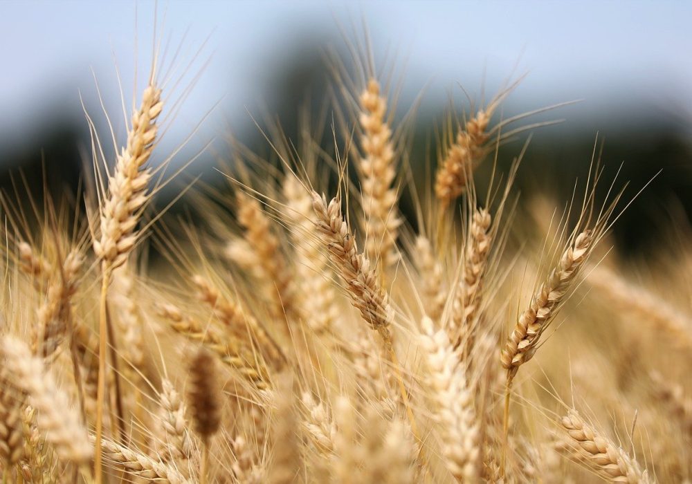 wheat-8087042_1280