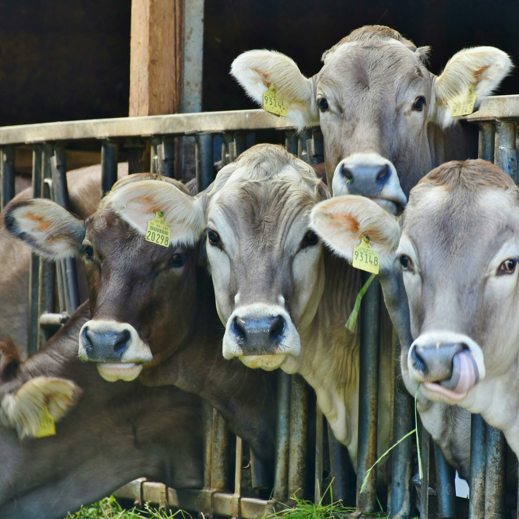 Close-up of four brown cows with ear tags standing in a barn, eating grass.