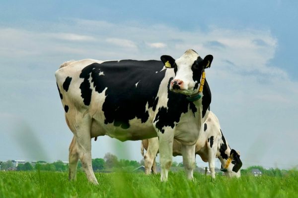 Holstein cows grazing in a lush green pasture under a clear blue sky on a sunny day.