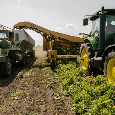 A tractor and truck collaborate in harvesting crops on a sunny farm field.