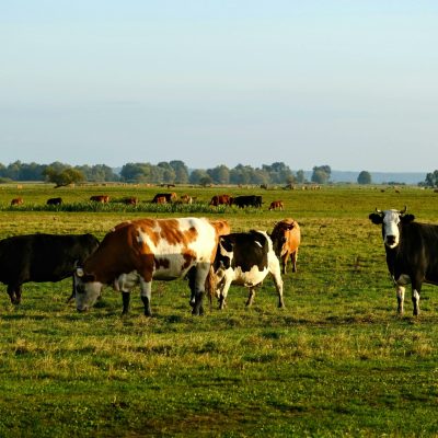 A herd of cows grazing in an expansive open field under a clear blue sky.