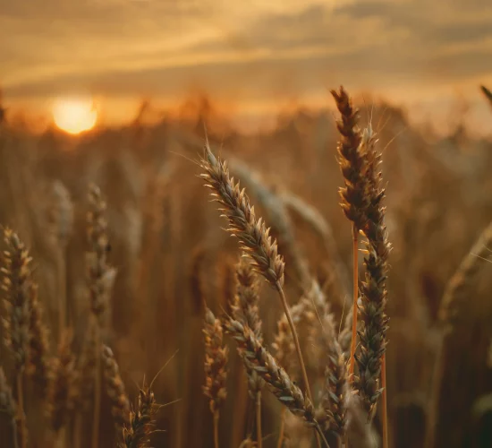 pexels-tetyana-kovyrina-1600139